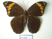 Catoblepia xanthus Catoblepia xanthus