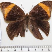 Catoblepia versitincta Catoblepia versitincta