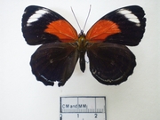 Callicore excelsior Callicore excelsior