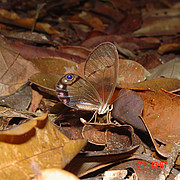 Cithaerias andromeda