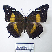 Baeotus aeilus